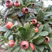Tüplü Tam Bodur Jumbo Döngel Muşmula Fidanı - 6