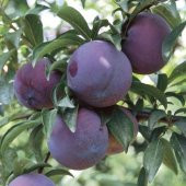 Tüplü Yarı Bodur Black Diamond Erik Fidanı thumbnail 5