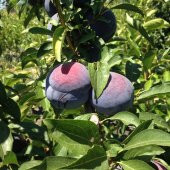 Tüplü Yarı Bodur Black Diamond Erik Fidanı thumbnail 7