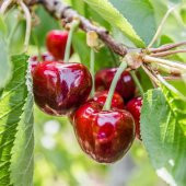 Tüplü Erkenci Yarı Bodur Early Lorry Kiraz Fidanı - 1