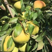 Tüplü Tam Bodur Deveci Armut Fidanı - 3