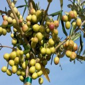 Tüplü Arbosona Bodur Zeytin Fidanı - 1