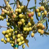 Tüplü Arbosona Bodur Zeytin Fidanı - 7