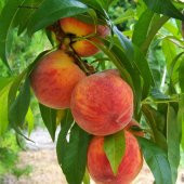 Tüplü  Yarı Bodur Geleneksel Anadolu Şentürk Şeftali Fidanı thumbnail 1