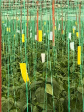 Bks Yellow Sarı Yapışkanlı Tuzak Trips Akdeniz Sineği ve Yaprak B - 3