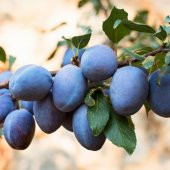 Tüplü Tam Bodur İnnovative Tree Mürdüm Eriği Fidanı - 9