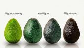 Avokado, Avocado, Avakado (1 Adet) - 3