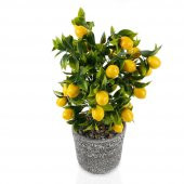 Porselen Saksıda Yapay Limon Ağacı - 3