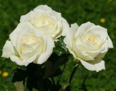 Tüplü Beyaz Renkli Baston Gül Fidanı - 1