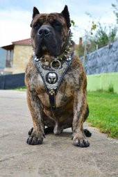 Gladyatör Deri Köpek Tasması Dogo Tasma Pitbull Tasma - 7