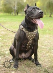 Gladyatör Deri Köpek Tasması Dogo Tasma Pitbull Tasma - 9