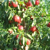 Tüplü Yarı Bodur May Grand Nektarin Fidanı - 6