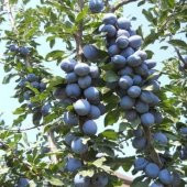 Tüplü Yarıbodur Briton Erik Fidanı - 4