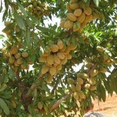 Tüplü Kendine Verimli Yarı Bodur Marta Badem Fidanı - 9
