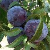 Tüplü Yarı Bodur Angeleno Erik Fidanı - 1