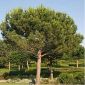 Tüplü Fıstık Çamı thumbnail 1