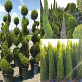 Tüplü Limoni Servi Fidanı (Boy 20-50 cm) - 12