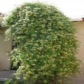 Tüplü Kokulu Lonicera Caprifolium Hanım Eli Fidanı (40-60 cm) - 7