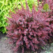 Tüplü Kırmızı Berberis Thunbergii Kadın Tuzluğu Fidanı thumbnail 5