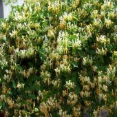 Tüplü Lonicera caprifolium Hanım Eli Fidanı 5-6 yaş  (150-250 cm) - 8