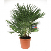 Bodur Palmiye Fidanı thumbnail 1