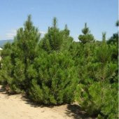 Tüplü Karaçam Fidanı 4 Yaş 90-150 cm - 6