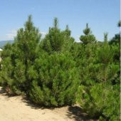 Tüplü Karaçam Fidanı 4 Yaş 90-150 cm - 8
