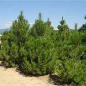 Tüplü Karaçam Fidanı 4 Yaş 90-150 cm - 9
