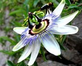 Çarkıfelek Meyvesi, Maruçya, Passion Fruit, Pasiflora Edulis, Yerli Üretim (3 Adet) - 2