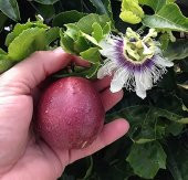 Çarkıfelek Meyvesi, Maruçya, Passion Fruit, Pasiflora Edulis, Yerli Üretim (3 Adet) - 3