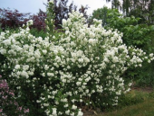 Filbahri (Yalancı Yasemin) Çiçeği - 3