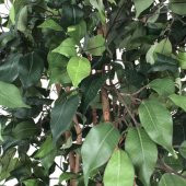 Euro Flora Yapay Fıcus Ağacı Brezilya 210 Cm - 2