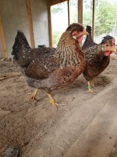 CREAM LEGBAR MAVİ YUMURTACI KULUÇKALIK YUMURTA - 2
