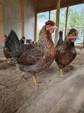 CREAM LEGBAR MAVİ YUMURTACI KULUÇKALIK YUMURTA - 4