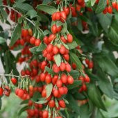 Tüplü Goji Berry Kurt Üzümü Fidanı - 7
