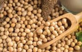 SOYA FASULYESİ 1KG ÜCRETSİZ KARGO ORGANİK - 1