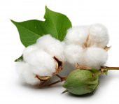 100X200 OPALİN COTTON ORTOPEDİK YAYLI YATAK 100x200 YAYLI YATAK - 2