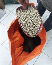 Yaprak Sırık Bezelye Tohumu 1 Kg. - 3