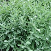 Akdeniz Adaçayı ( Çalba ) 75 Gr - 1