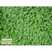 FARE KULAĞI (DİCONDRA REPENDS)ÇİM TOHUMU 250GR - 1