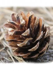 Çam Kozalak 20 Adet thumbnail 1