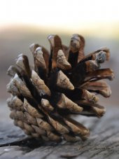 Çam Kozalak 20 Adet thumbnail 2