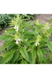 Balen Susam Tohumu Yağı Soğuk Pres 50 ml thumbnail 3