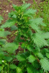 Organik Bitkim Isırgan Otu Yaprağı 150 gr thumbnail 3