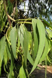 Organik Bitkim Okaliptus Yaprağı 250 gr thumbnail 4