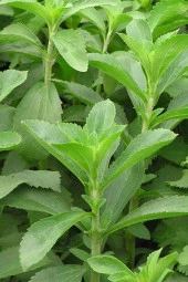 İstanbul Baharat Stevia Yaprağı (Şeker Otu) 20 gr x 5 Adet - 3