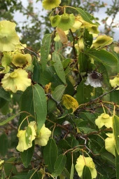 İstanbul Baharat Karaçalı 50 gr thumbnail 2