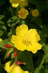 İstanbul Baharat Çuha Çiçeği Yaprağı (Ayıkulağı) 30 gr thumbnail 3