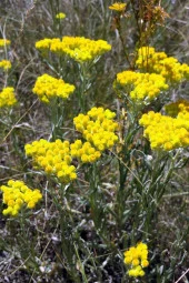 İstanbul Baharat Altınotu Çiçeği (Ölmez Çiçek-Kudama) 3x20 gr thumbnail 3