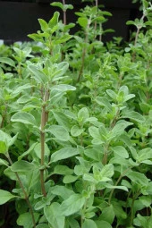İstanbul Baharat Mercanköşk 50 gr - 3